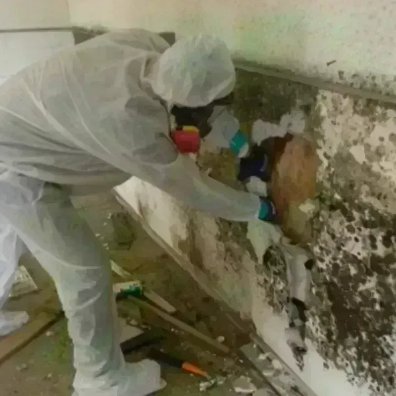 Mold Remediation and Removal in Barneveld, WI